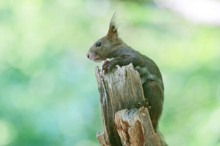 one squirrel on the treeの写真素材