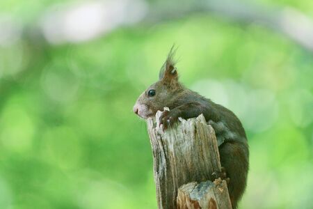 one squirrel on the treeの写真素材