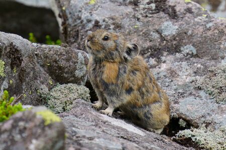 one pika on the rockの写真素材