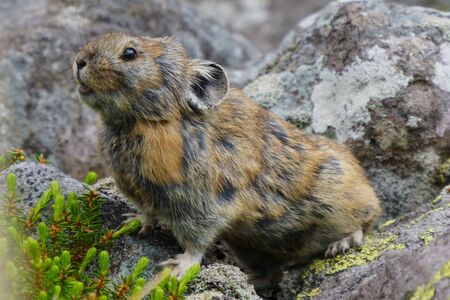 one pika on the rockの写真素材