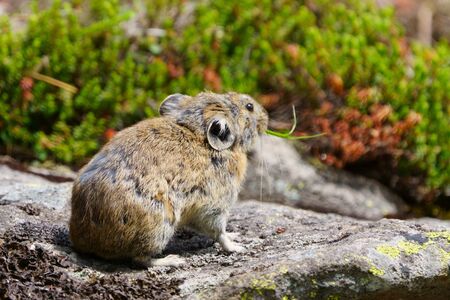 one pika on the rockの写真素材