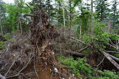 fallen trees in summer forestの写真素材