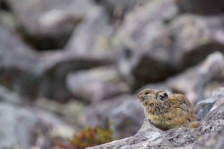 one pika on the rockの写真素材