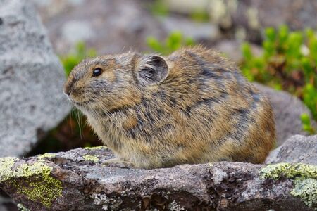 one pika on the rockの写真素材