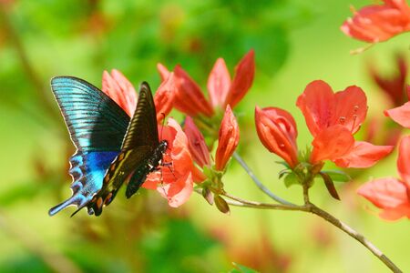 Papilio maackii on red flowerの写真素材