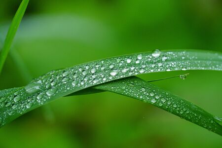 water drop on green grassの写真素材