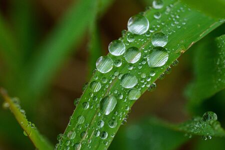 water drop on green grassの写真素材