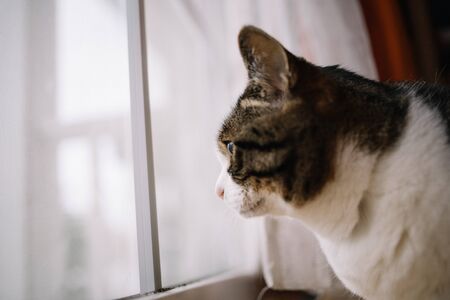 a cat near the windowの写真素材