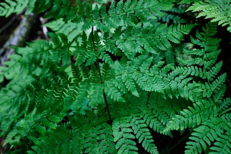 fern plantの写真素材