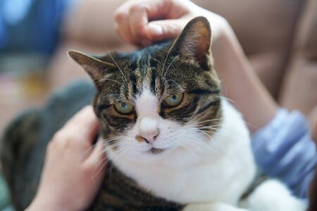 domestic cat and cat ownerの写真素材