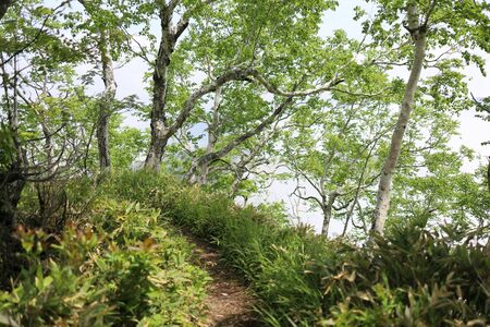 white birch forest in mountainの写真素材