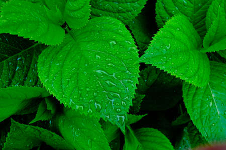 water drop on green grassの写真素材