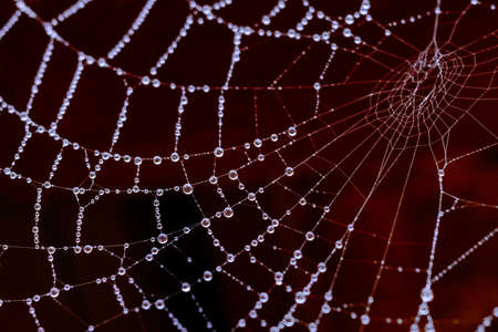 water drop on spider web
