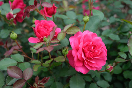 Pink Rosesの写真素材