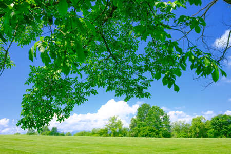 Summer landscapeの写真素材