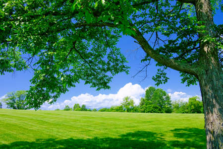 Summer landscapeの写真素材