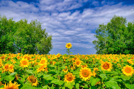 Sunflower fields and blue skyの写真素材