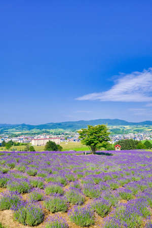 Lavender Fields and Treesの写真素材
