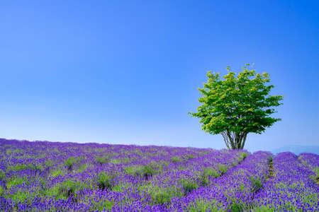 Lavender Fields and Treesの写真素材