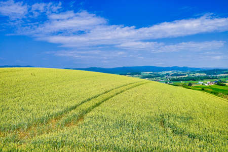 Wheat fields and blue skyの写真素材