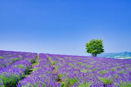 Lavender Fields and Treesの写真素材