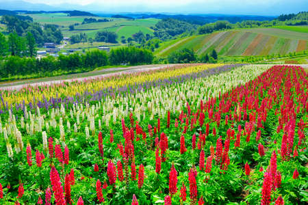 Flower fields in Hokkaidoの写真素材
