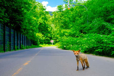 Foxの写真素材