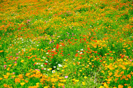 Flower garden