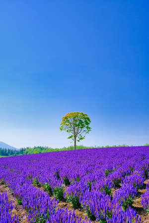 Salvia Flowersの写真素材
