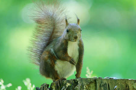 squirrel on the stumpの写真素材