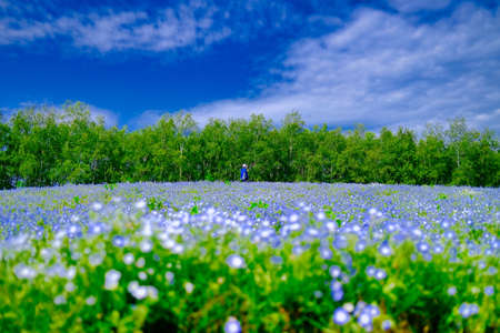 The Flower Garden of Nemofiraの写真素材