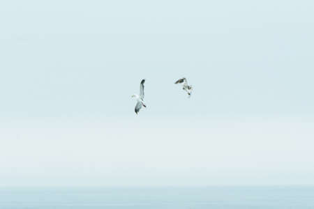 Sea Gull
