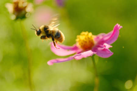 Bees and Cosmos