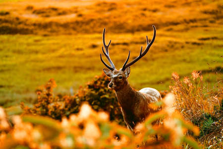 one deer in hokkaido japanの写真素材