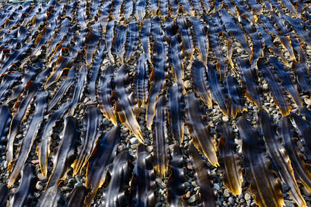 rishiri kelp in rishiri islandの写真素材