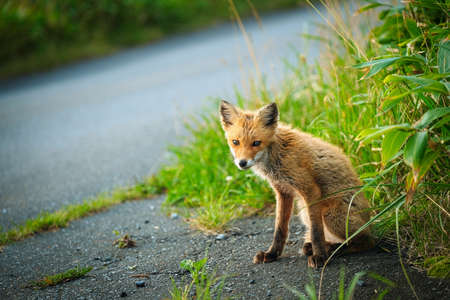 one fox in summer hokkaidoの写真素材