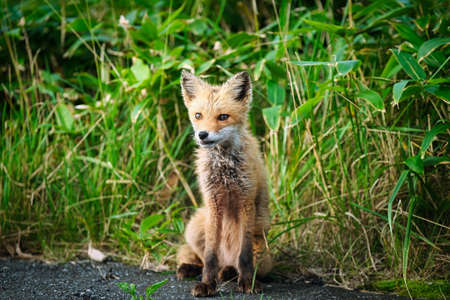 one fox in summer hokkaidoの写真素材