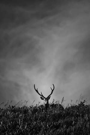 one deer in hokkaido japanの写真素材