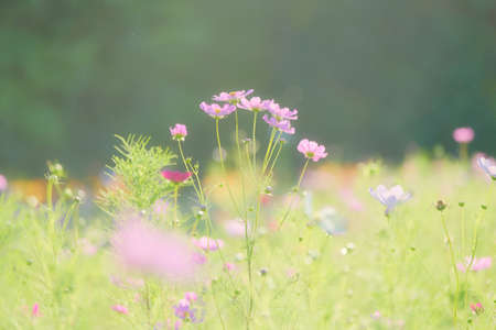 cosmos flower in summer hokkaido