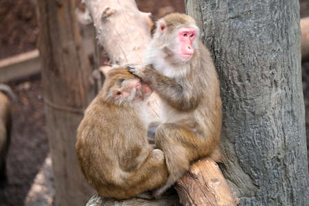 Japanese macaque in japan zoo