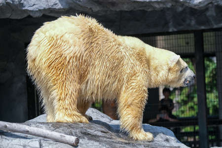 polar bear in japan zooの写真素材