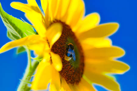 bee and sunflower in summerの写真素材