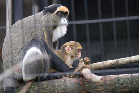 Brazza's guenon in japan zoo