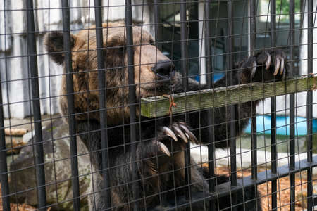 one bear in hokkaido zooの写真素材