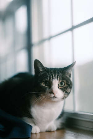 one cat near the windowの写真素材