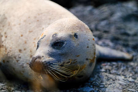 one seal in rebun islandの写真素材
