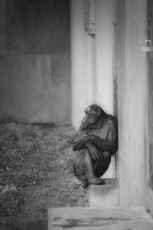 one chimpanzee in japan zoo