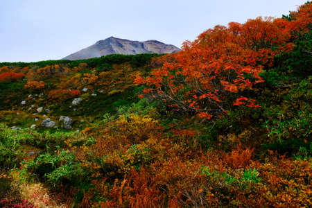 autumn leaves view in asahidakeの写真素材