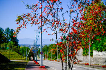 Red berries of rowan treeの写真素材