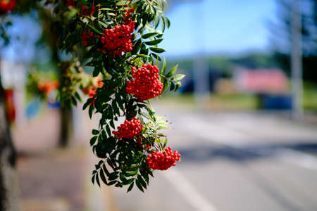 Red berries of rowan tree